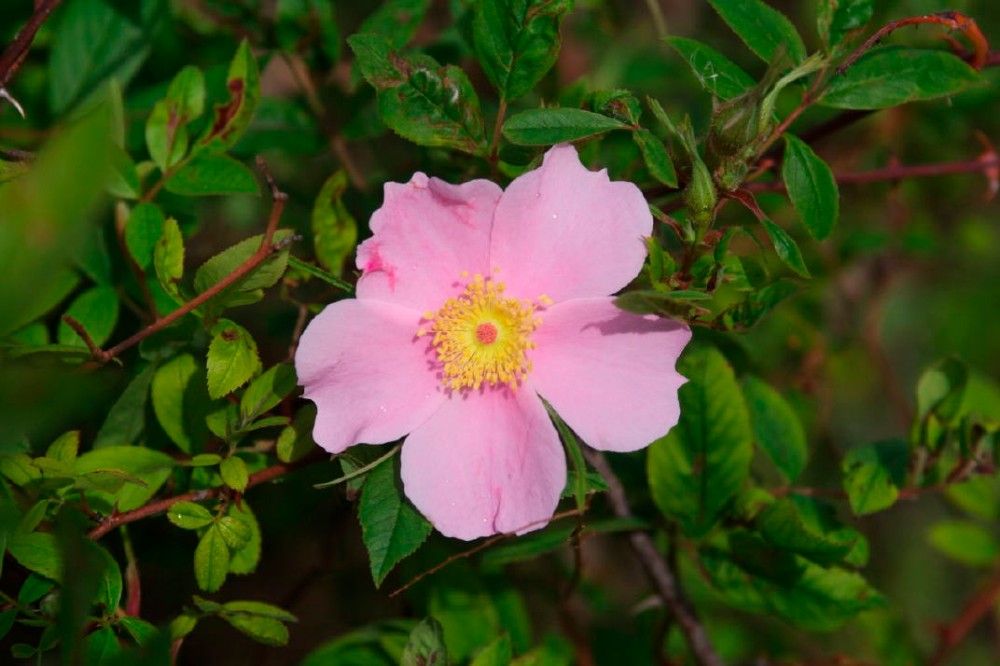 swamp_rose2